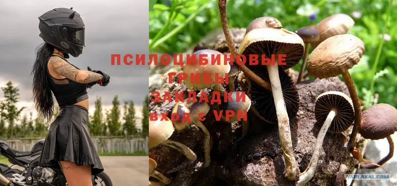 Псилоцибиновые грибы Psilocybe  Анадырь 